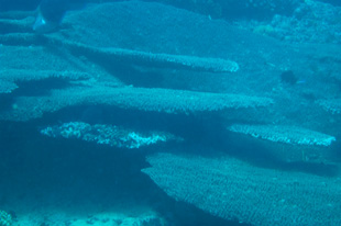 0127-26coral.jpg