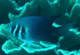 0127-32barteek.jpg