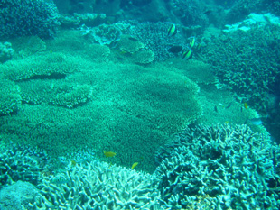 0127-tagcoral3.jpg