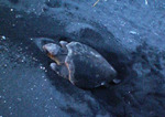 060614-1.jpg