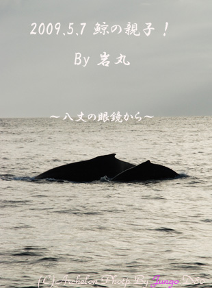 ホエールウォッチング!