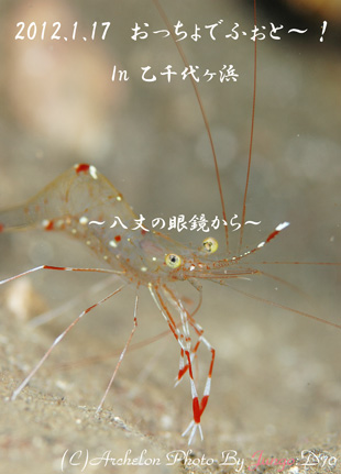 乙千代が浜de宝探し