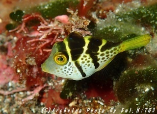 160909-n-04nokogiri.jpg