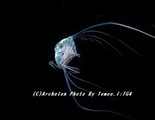 170814-i-12dsdjpg.jpg