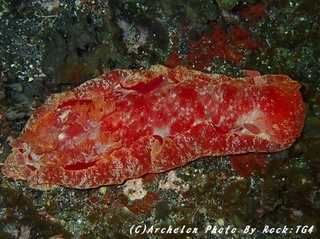 180531-r-01mikado.jpg