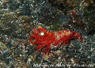 180531-t-01ebi.jpg