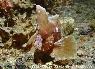 180531-t-02tuma.jpg