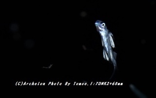 180731-i-03tobi.jpg