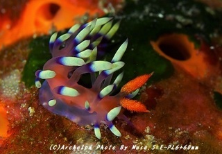 180801-s-05adeyaka.jpg