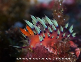 180802-s-02adeyaka.jpg