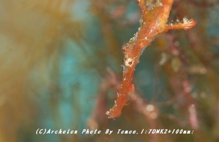 180812-i-01kamiso.jpg