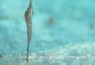 180812-i-08kamiso.jpg