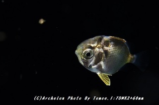 180815-i-08toriku.jpg