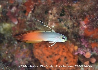 180825-f-02hata.jpg