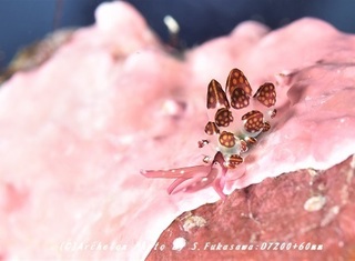 180825-f-03kanoko.jpg