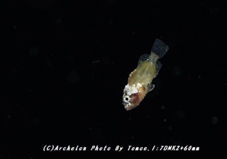 180826-i-06husa.jpg
