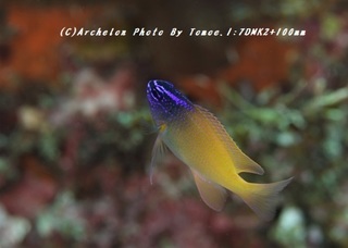 180826-i-09lemon.jpg