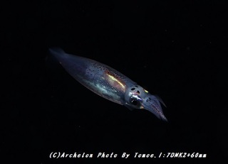 180830-i-06ika.jpg