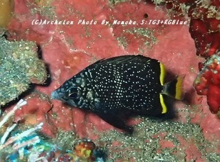 180830-s-03yuzen.jpg