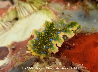 180901-s-06yosenami.jpg