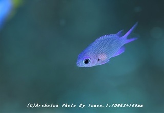 180909-i-03shiroboshi.jpg