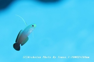 180912-i-05hatatate.jpg