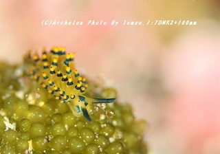 180917-i-01arimo.jpg