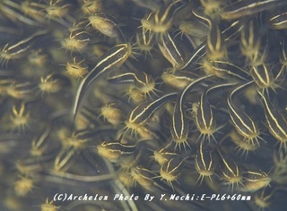 180928-m-03gonzui.jpg