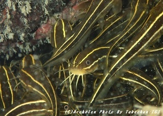 180928-t-01gonzu.jpg