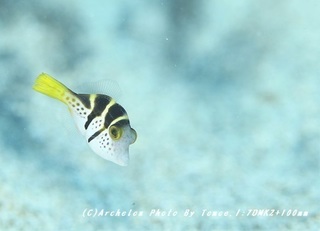 181006-i-05noko.jpg