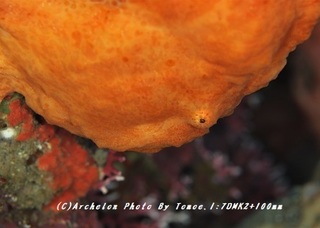 181016-i-02oomon.jpg