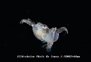 181020-i-08megarop.jpg
