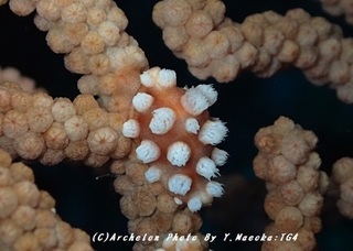 181109-m-01kobore.jpg