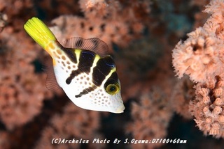 181110-og-03noko.jpg