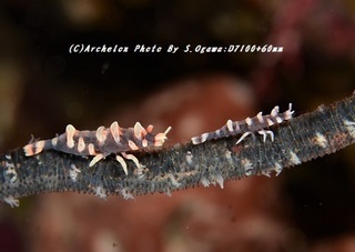 181110-og-04bishamon.jpg