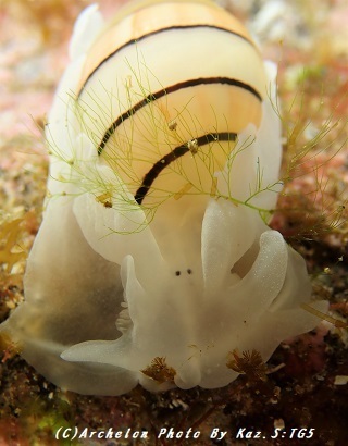 181119-s-03beniyakata.jpg