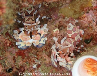 181119-s-05hurisode.jpg