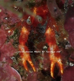 181119-y-02robokon.jpg