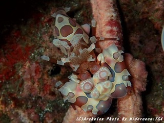 181215-m-01huri.jpg