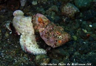 181215-m-02satsuma.jpg