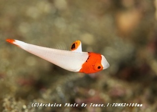 181218-i-01irobu.jpg