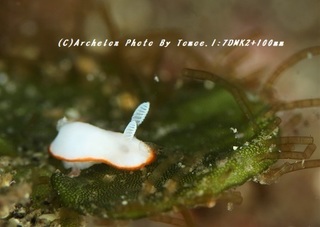 181229-i-01bonbori.jpg