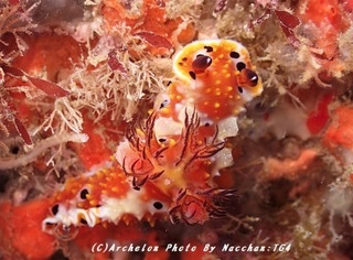 181231-n-04kumejima.jpg