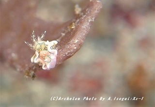 190104-iso-05toumon.jpg