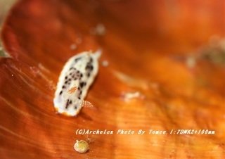 190106-i-06nazo.jpg