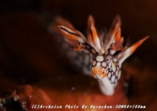 190112-h-01hiodoshi.jpg