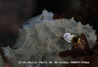 190112-h-02rabenra.jpg