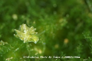 190112-i-03arimo02.jpg