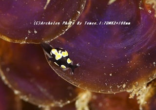 190119-i-07tonpuson.jpg