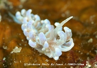 190127-i-07phyrodesu.jpg